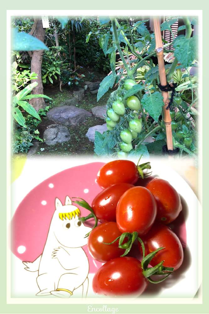 小さな庭の画像 by クック宮さん | 小さな庭とプランター 栽培♪と自然のままとミニトマト♪とiPhone撮影と庭の片隅で…