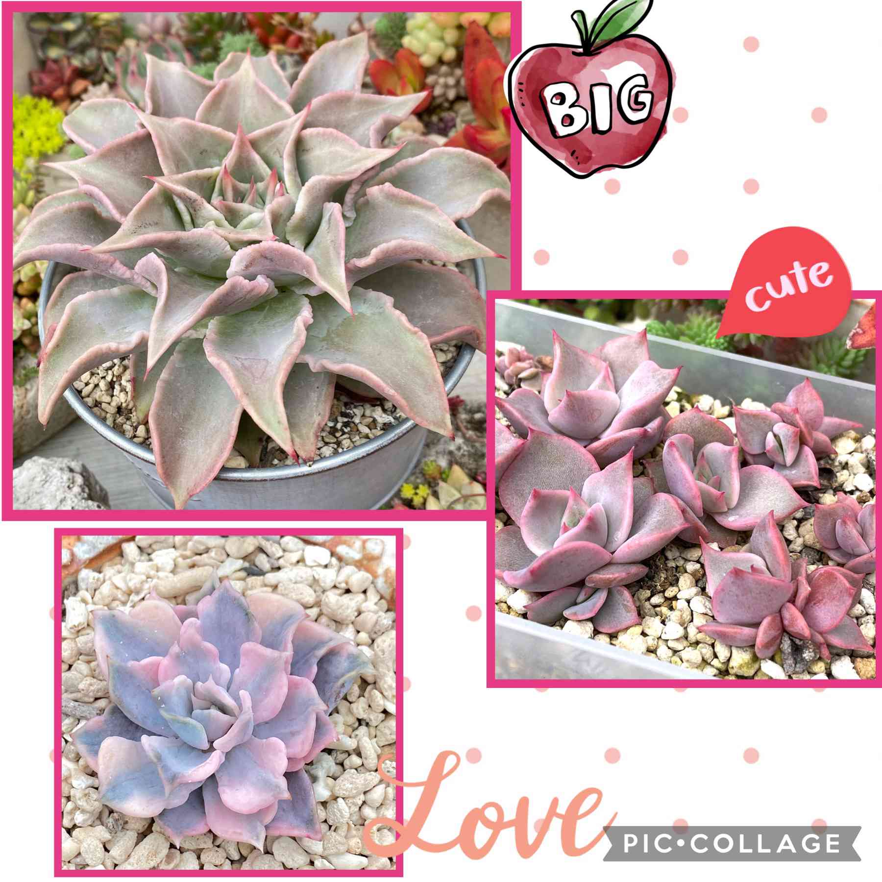 ❤️専用出品❤️リラシナ錦❤️ 葉挿しっ子抜き苗③ ❤️専用出品