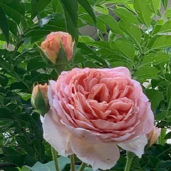 バラ　アブラハム・ダービー(ER)の画像 by taesaiさん | 小さな庭と2019同期とばら バラ 薔薇とおうち園芸とバラ　アブラハム・ダービー(ER)とERアブラハムダービーと花のある暮らしとアブラハムダービー☆とチーム福岡