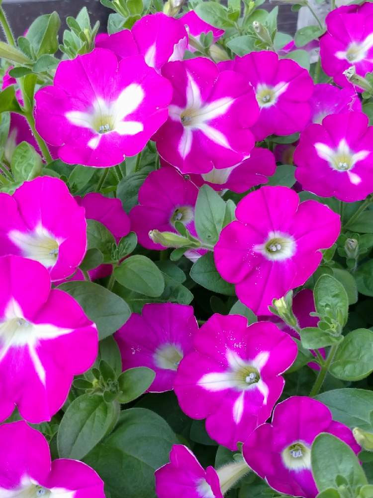 エントランスの画像 by ももちゃんさん | エントランスと色がきれいとおうち園芸とこころ ほころぶと元気もらえるとももいろハート❤とこぼれ種と花のある暮らしと花色が可愛い