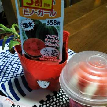 スイカの苗の投稿画像一覧 Greensnap グリーンスナップ