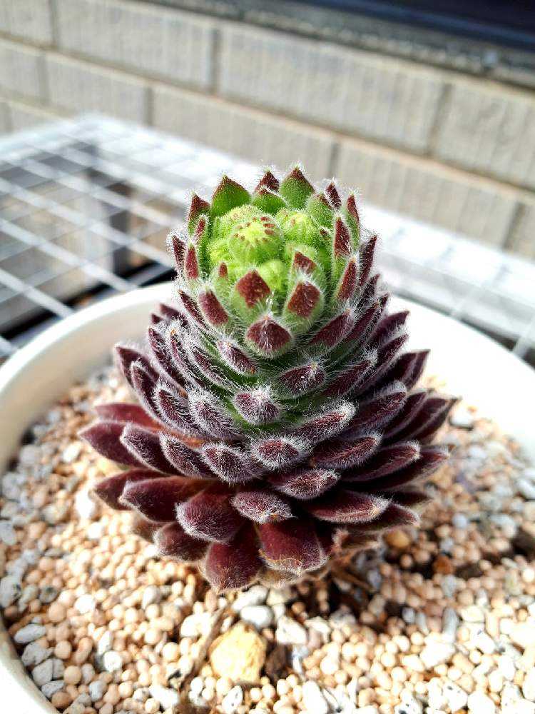 センペルビウム🌱ムーンドロップスの成長❣️｜🍀GreenSnap