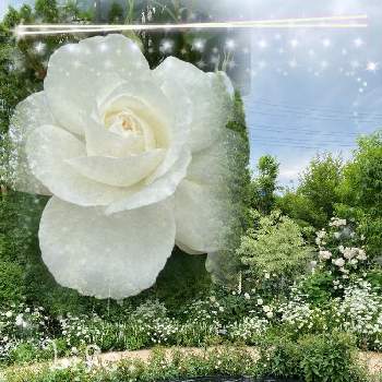 中之条ガーデンズの画像 by MIRUMOさん | お出かけ先と❤️ありがとう❤️と癒しと❤️M.family❤️と中之条ガーデンズと可愛いと花のある暮らしと加工アプリ使用です