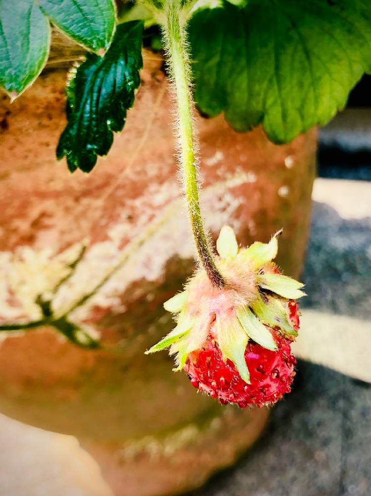 イチゴの投稿画像 By レモングラス さん 家庭菜園とおうち園芸と小さな幸せ と鉢植えと毎月15日はいちごの日 21月6月15日 Greensnap グリーンスナップ