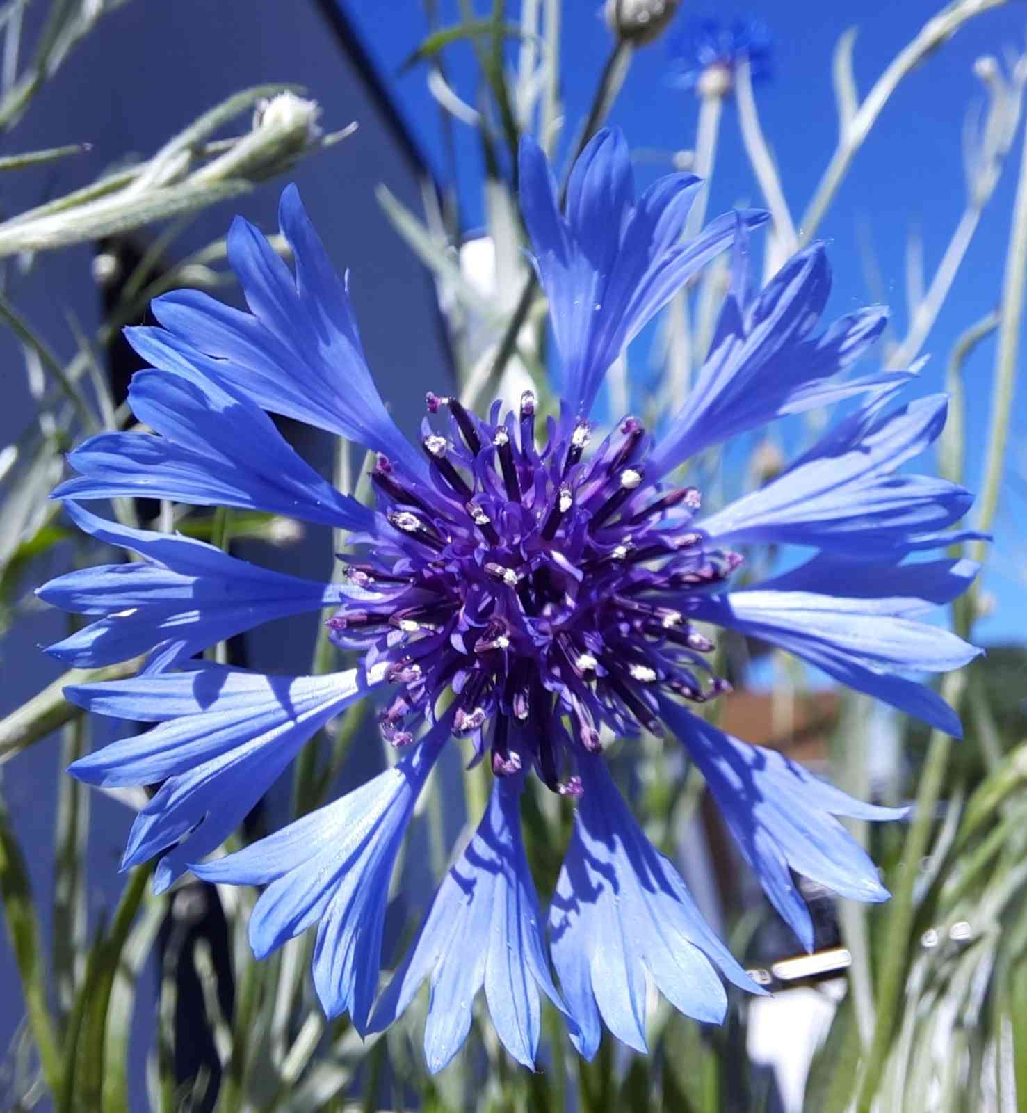 ③エディブルフラワー: