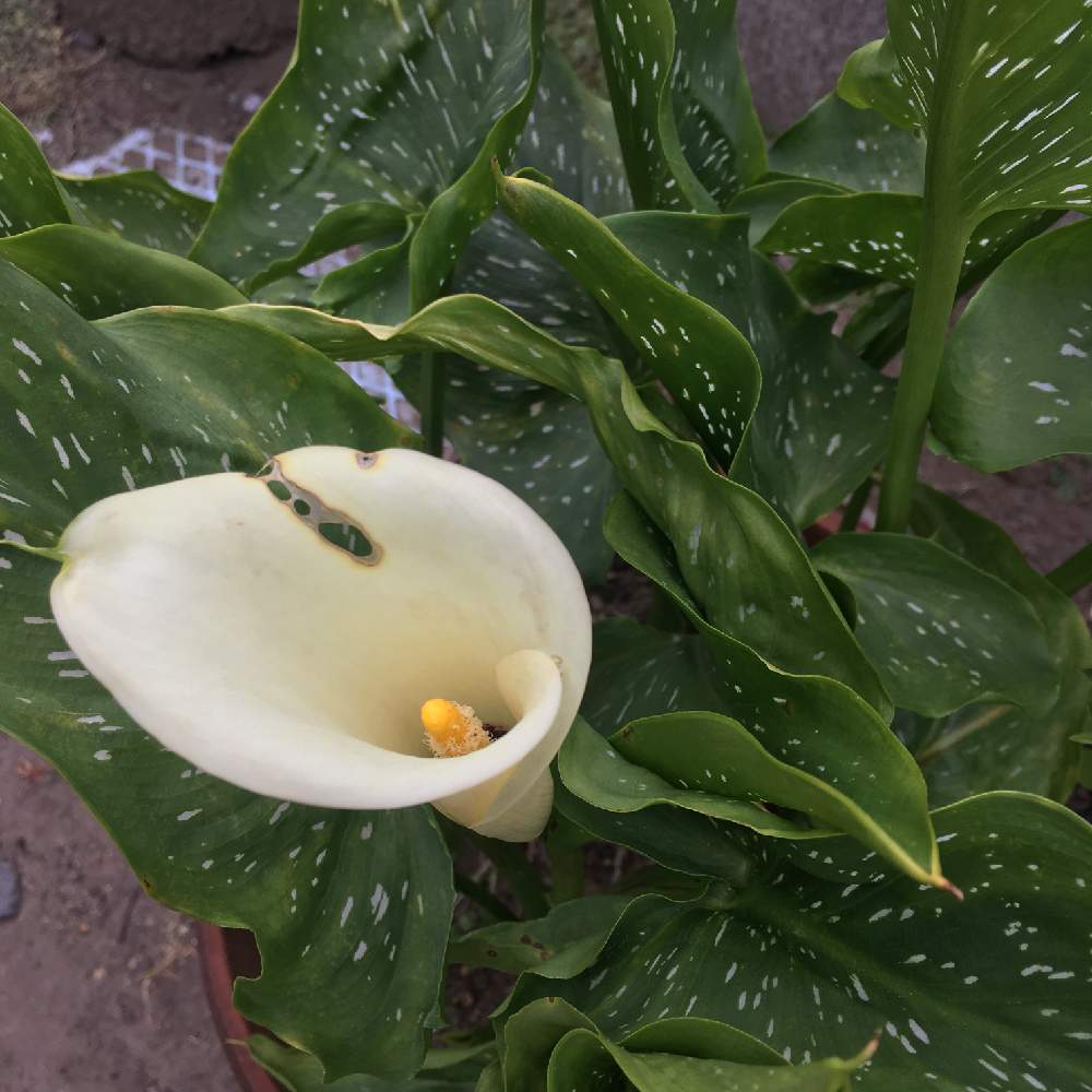 カラーの投稿画像 By あちさん シロボシカイウと田舎の庭とオランダカイウ属とじじばばの花シリーズ 21月6月15日 Greensnap グリーンスナップ