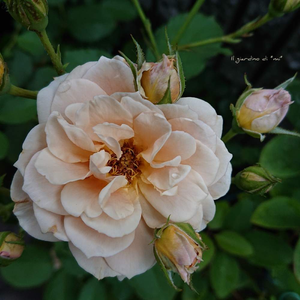 バラの庭の投稿画像 By Mi さん ばら バラ 薔薇と薔薇のある暮らし とはなのある暮らしとバラ好きと21 Gsでバラ園と鉢薔薇 と京阪f Gローズと薔薇いおりとバラを楽しむ 21月6月15日 Greensnap グリーンスナップ