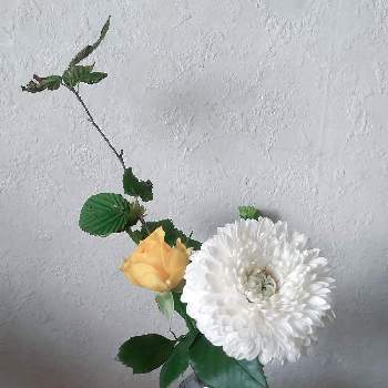 ヒメミズキの画像 by ハイオクさん | ガーベラとバラとマムとヒメミズキと花のある暮らしと魔法の花瓶