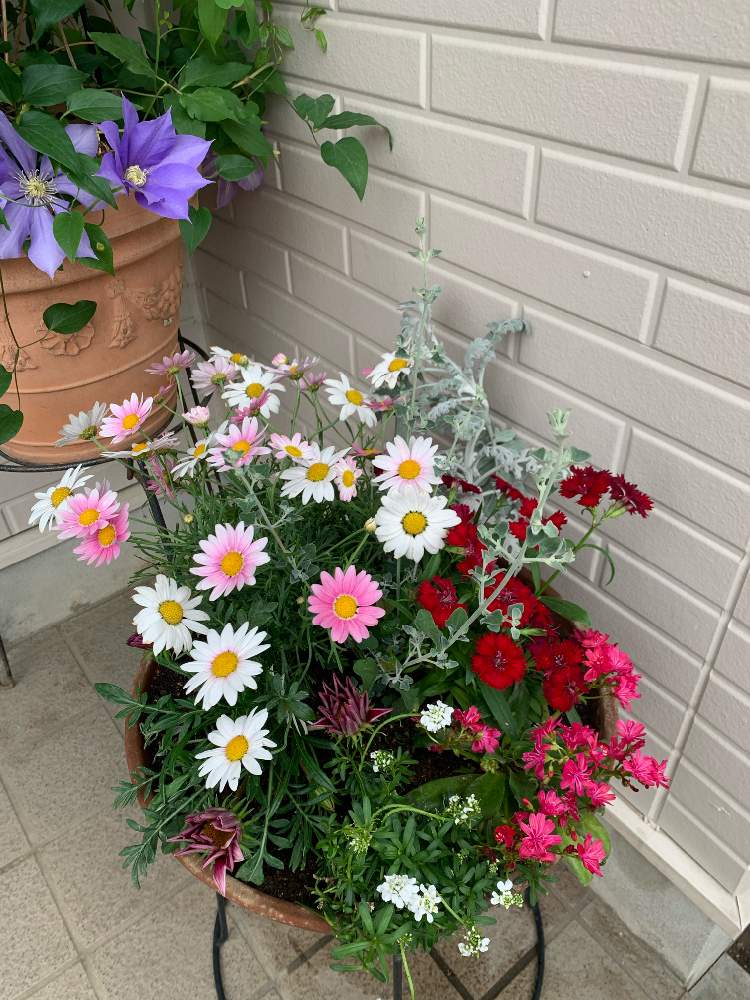 ガザニアの投稿画像 By ももマルシェさん マーガレットとレウィシアと宿根ガザニアと初夏に作った寄せ植え21とイベリスと玄関と宿根ガザニア と初夏に作った寄せ植え21 21月6月15日 Greensnap グリーンスナップ Greensnap グリーンスナップ