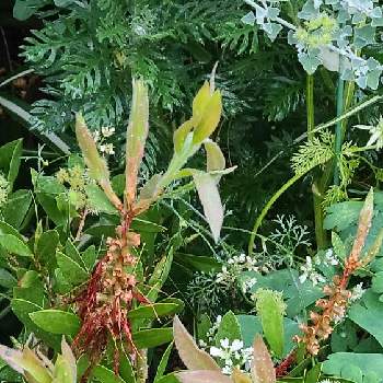 オルレアの種の投稿画像一覧 Greensnap グリーンスナップ