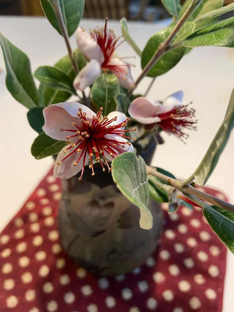 フェイジョア花の投稿画像 By あじさいみえさん 白い花が好きとマイガーデンとおうち園芸とガーデニングと実の成る植物と白い花 が好きとマイガーデンとおうち園芸とガーデニングと実の成る植物 21月6月15日 Greensnap グリーンスナップ Greensnap グリーン