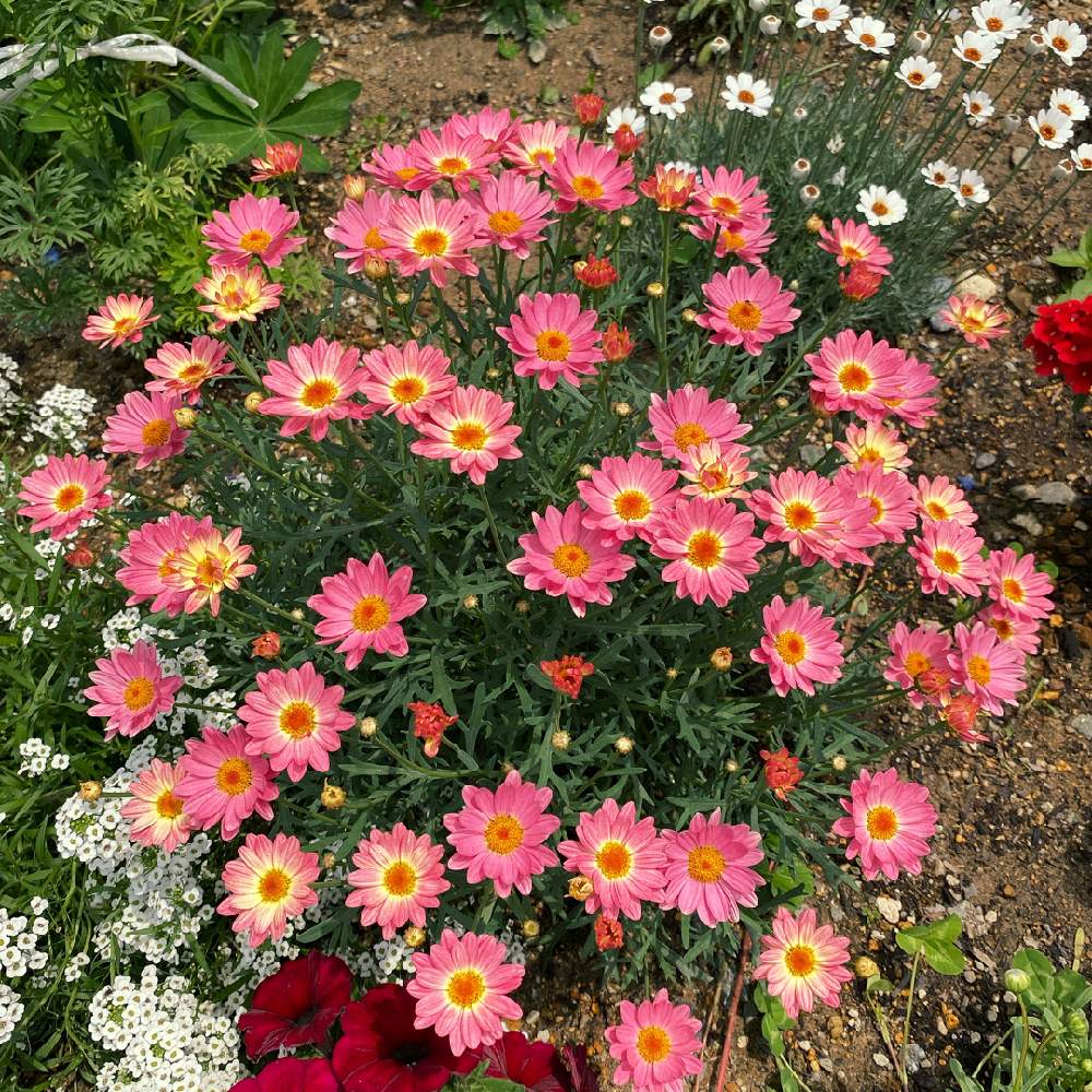 マーガレットシンプリーコーラルの投稿画像 By ももこさん ガーデニング初心者とpwもりもり自慢21 21月6月15日 Greensnap グリーンスナップ