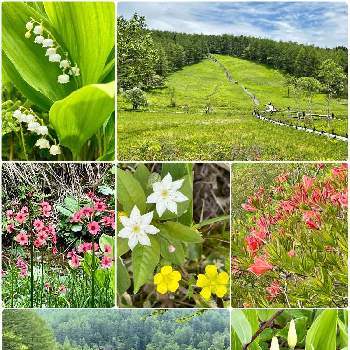 ニホンスズランの投稿画像一覧 Greensnap グリーンスナップ