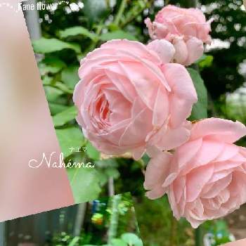 K.Fバラの画像 by kane flowerさん | ナエマとロココと埼玉県と中ぐらいの庭とK.Fバラ