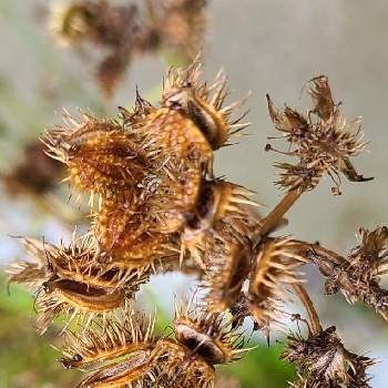 オルレアの種の投稿画像一覧 Greensnap グリーンスナップ