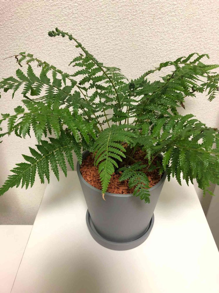 ディクソニア・アンタルクティカ【 超極太 重宝 】鉢のまま発送 B 