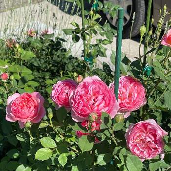 バラ ボスコベルの画像 by ブルーネストさん | 小さな庭とイングリッシュローズとDA ボスコベルとバラ ボスコベルとばら バラ 薔薇とピンクの花とおうち園芸と香る花とイングリッシュ・ローズとデビッドオースティンとバラが好きとロザリアン