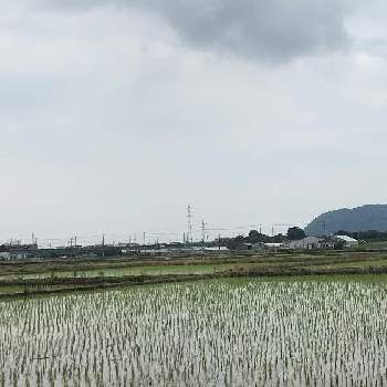 田園風景の投稿画像一覧 Greensnap グリーンスナップ