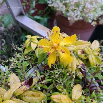ヒペリカム ゴールドフォームの画像 by あおい32さん | 小さな庭とヒペリカム ゴールドフォームとガーデニングとお花と千葉県