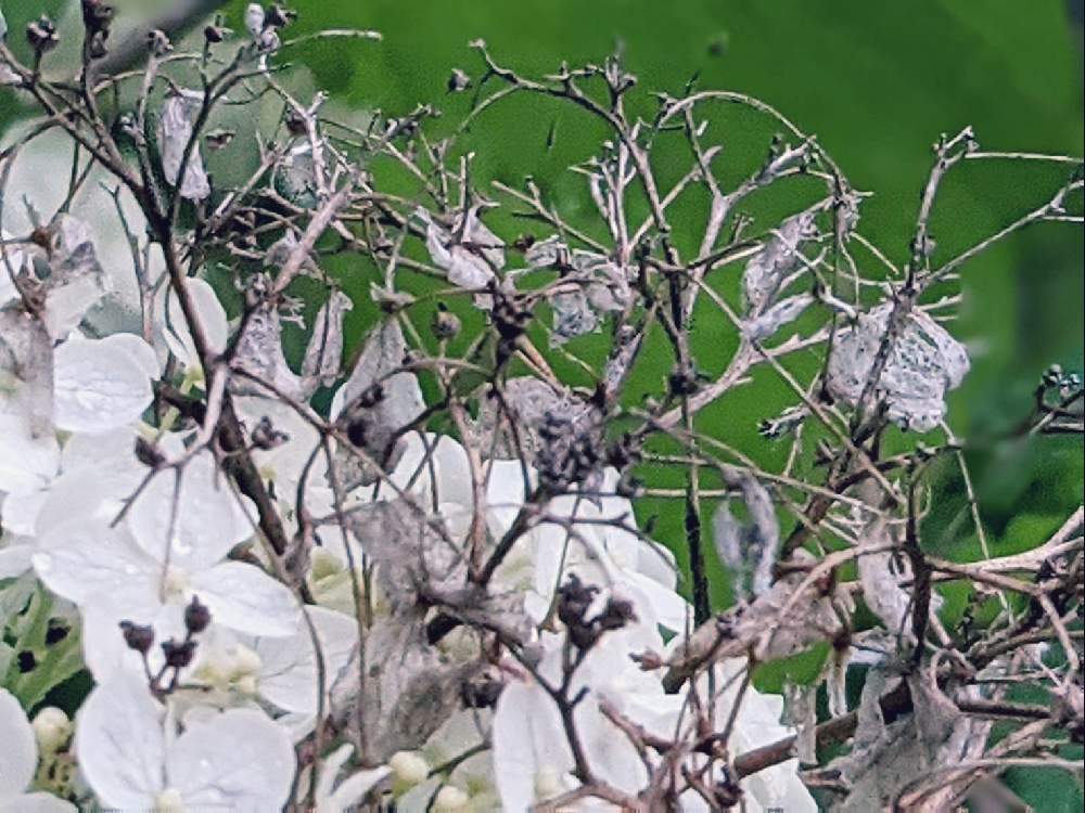広い庭の画像 by 秋草さん | 広い庭とアナベルとアジサイとスマホ撮影と紫陽花フェスと白・しろ・ホワイトと美しい花殻♡と紫陽花♡と純白マニアと白い花と白い花シリーズ❣️とアナベル✽とアジサイ✽