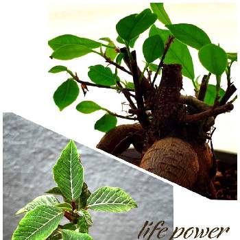 今日も一日頑張ろうの投稿画像一覧 Greensnap グリーンスナップ