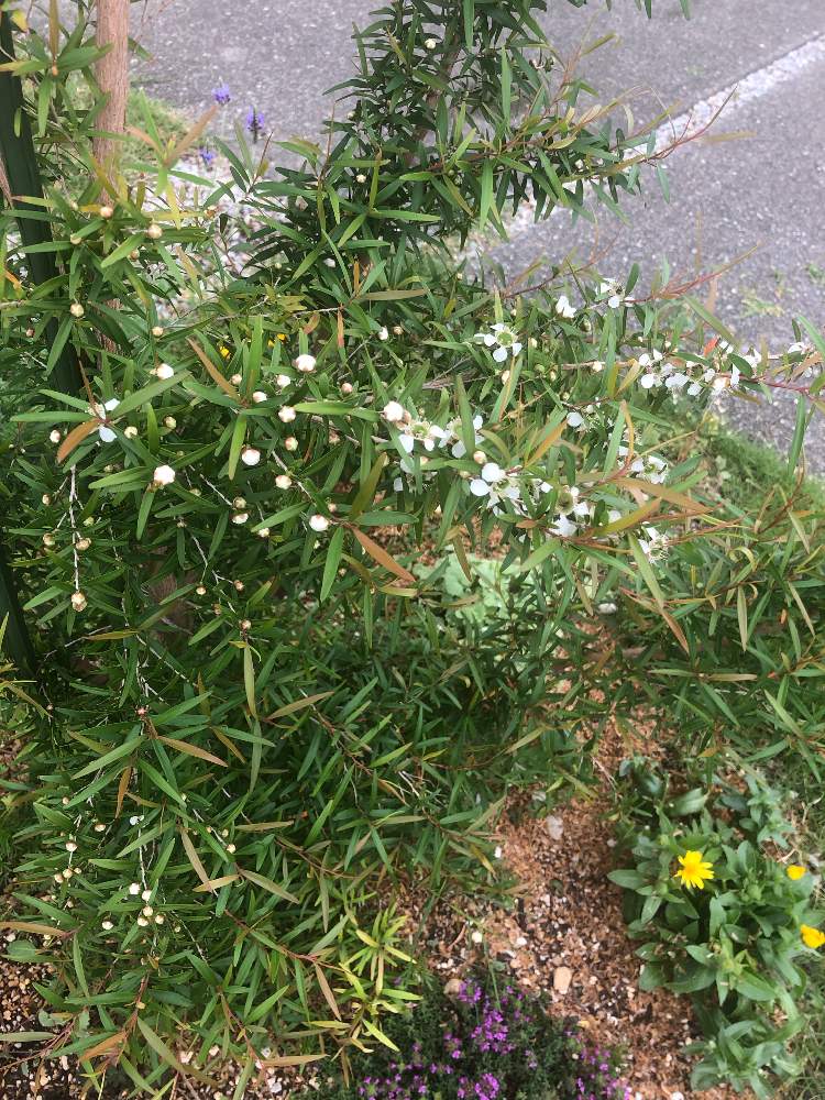 癒しの投稿画像 By ベルガモットさん 成長中と庭木とハーブといい香りと白い花と地植え 21月6月16日 Greensnap グリーンスナップ