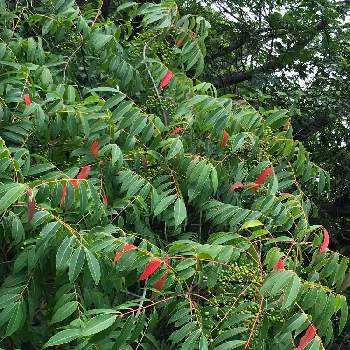 山の木の花の投稿画像一覧 Greensnap グリーンスナップ