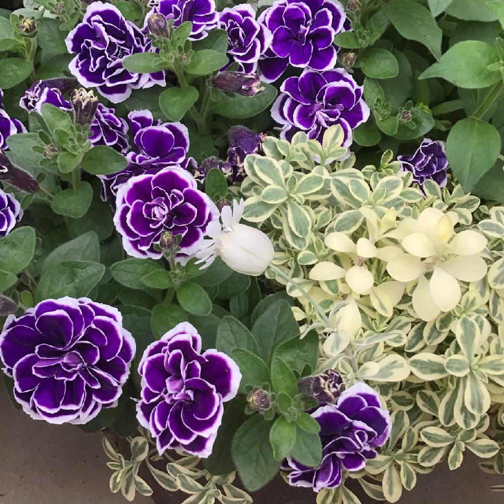 花のある暮らしの投稿画像 By ストロベリーさん シレネ ユニフローラとペチュニア花衣 藍染とおうち園芸と花のある暮らしとシレネ ユニフローラとペチュニア花衣 藍染とおうち園芸 21月6月16日 Greensnap グリーンスナップ Greensnap グリーンスナップ