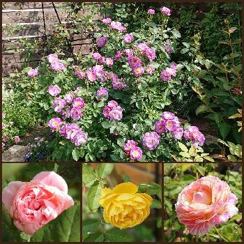 ブルーフォーユーの投稿画像一覧 Greensnap グリーンスナップ