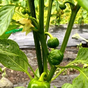 ピーマンの花と実の投稿画像一覧 Greensnap グリーンスナップ