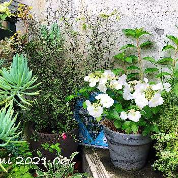 コロキア ワイヤースターの投稿画像一覧 Greensnap グリーンスナップ