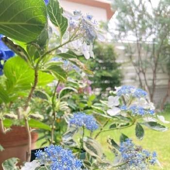 斑入り紫陽花の投稿画像一覧 Greensnap グリーンスナップ