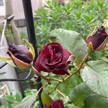 ブラック・バッカラの画像 by ももさん | 小さな庭とブラック・バッカラと薔薇が咲いたと札幌は晴天と爽やか季節、到来と花のある暮らしと北海道