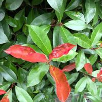 レッドロビンの育て方 苗の植え方や肥料の与え方は 鉢植えでも育つ Greensnap グリーンスナップ レッドロビンの育て方 苗の植え方や肥料の与え方は 鉢植えでも育つ Greensnap グリーンスナップ