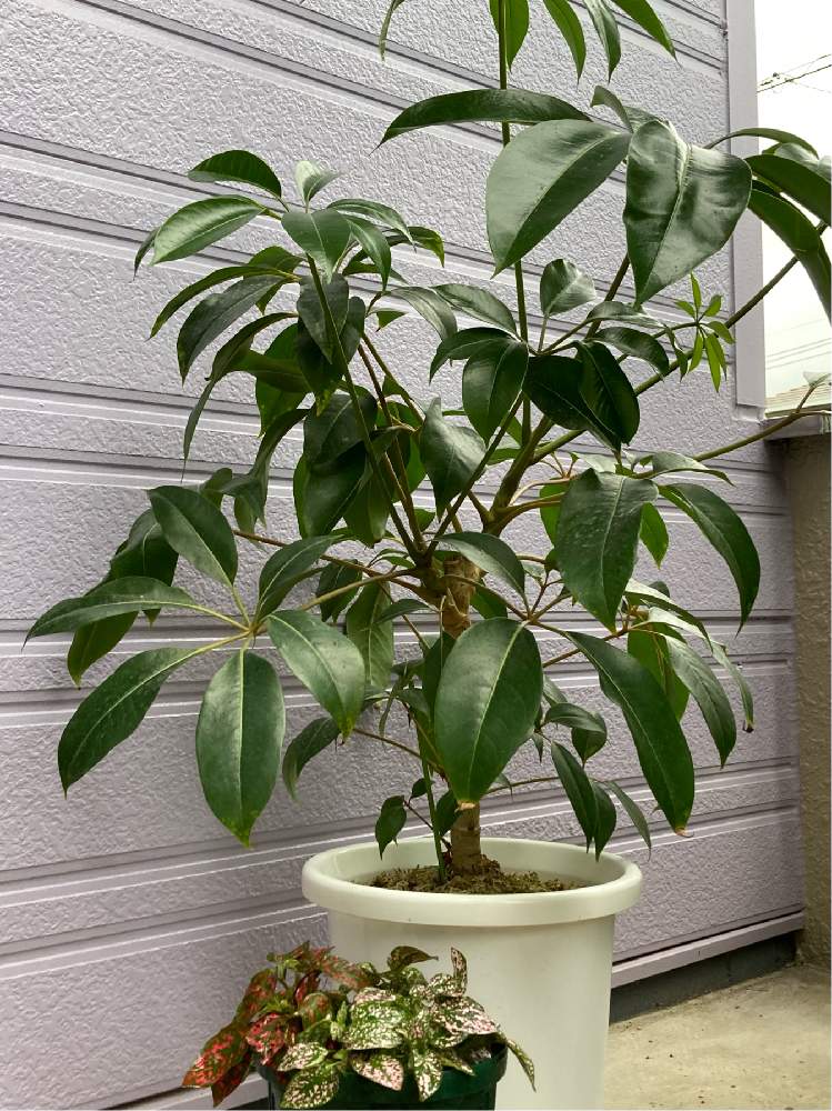 ヒポエステスの投稿画像 By ぶぶちゃんさん ツピタンサスとまだまだ頑張るとキレイな色とおうち園芸と大きくな れ と思い出の緑と鉢植えと元気でね とご機嫌さん 21月6月16日 Greensnap グリーンスナップ