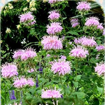 ベルガモット ヤグルマハッカ の投稿画像一覧 Greensnap グリーンスナップ