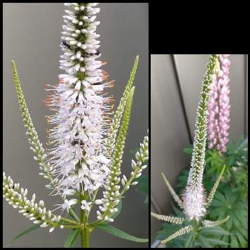 ベロニカストラム バージニカム ラベンデルタームの投稿画像一覧 Greensnap グリーンスナップ