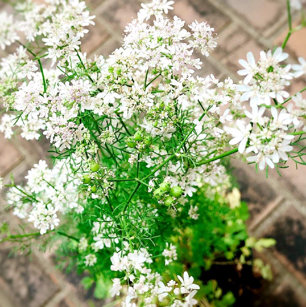 ハーブの投稿画像 By ぶんたさん 鉢植えと白い花とパクチーの種とパクチーの花とパクチーとコリアンダーとテラスとハーブと鉢植えと白い花 21月6月16日 Greensnap グリーンスナップ Greensnap グリーンスナップ