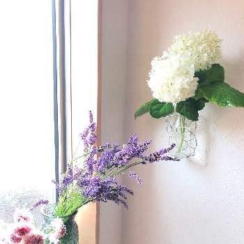 スカビオサ スクープの画像 by けにしさん | 階段/廊下とアナベルとラベンダー グロッソとスカビオサ スクープと開花と放置とペレニアルガーデンとおうち園芸と植中毒と花のある暮らし