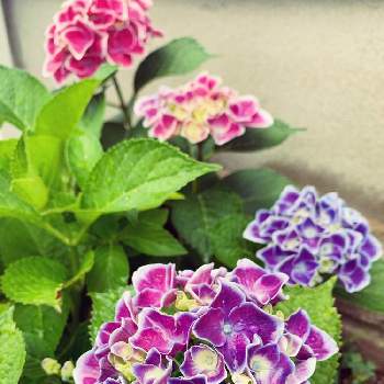 小さいお庭の画像 by のんままさん | 小さな庭と紫陽花とアジサイ　紫陽花と石川県と小さいお庭とおうち園芸