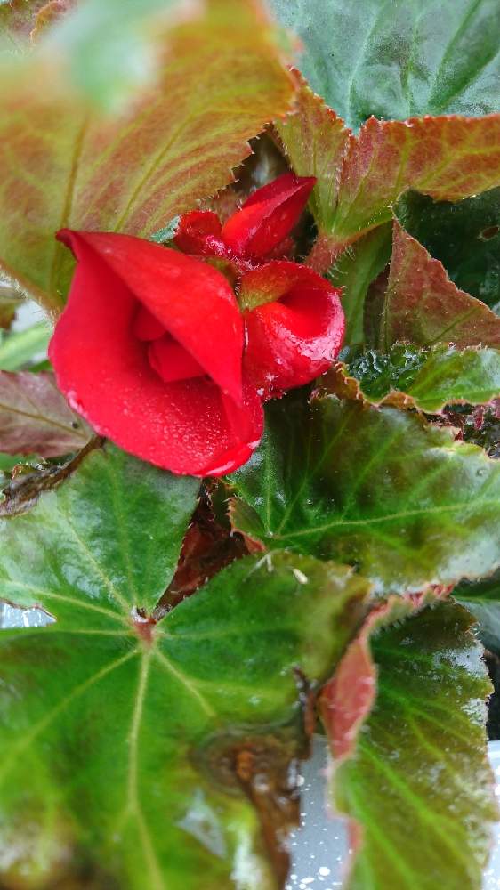 ベゴニアの投稿画像 By きいろさん フォーチュンベゴニアと観葉植物と植物のある暮らしとおうち園芸と咲き始めと植中毒と花のある暮らし 21月6月16日 Greensnap グリーンスナップ