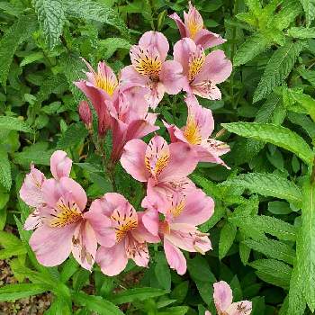 アストロメリアの投稿画像一覧 Greensnap グリーンスナップ