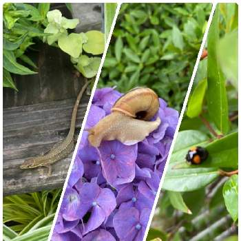紫 陽 花の画像 by み〜さん | 玄関と梅雨と虫達と紫 陽 花