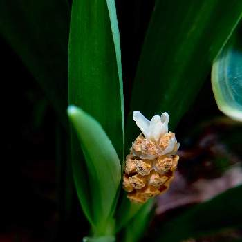 万年青の花の投稿画像一覧 Greensnap グリーンスナップ