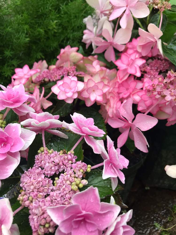 コンペイトウの投稿画像 By ひまこさん 紫陽花 コンペイトウとテンモンソウと紫陽花 ダンスパーティーとダンスパーティーとアジサイ ひな祭りとgs映えとgs日和とコロナに負けるな と植中毒と植物中毒と花のある暮らしとかわいいとiphone撮影 21月6月16日