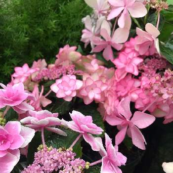 紫陽花 コンペイトウの投稿画像一覧 Greensnap グリーンスナップ 紫陽花 コンペイトウの投稿画像一覧 Greensnap グリーンスナップ