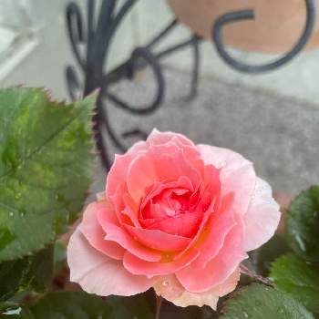 バラ・セントラルローズの画像 by みんみんさん | 玄関とミニ薔薇と薔薇♪と雨降りとバラ・セントラルローズ