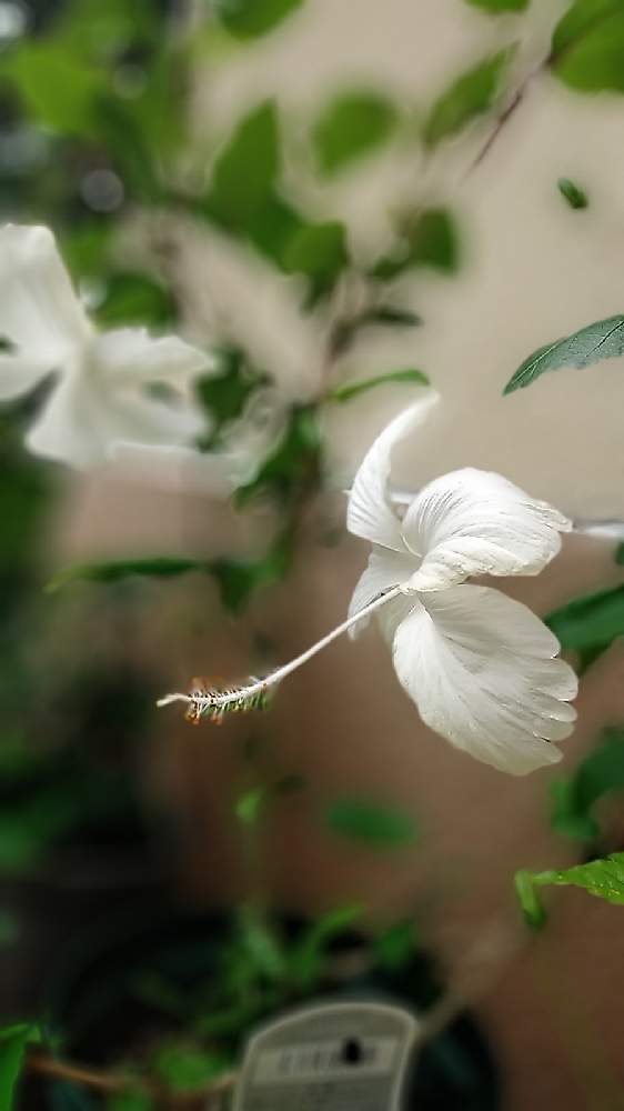 アプローチの画像 by くまちゃんさん | アプローチとハイビスカスと美しい花と白いお花と大好きな花とハイビスカスLoveと我が家の庭のお花と花のある暮らし