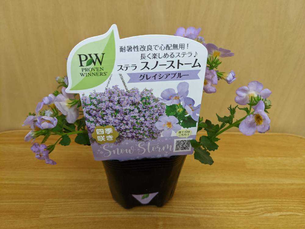 Pw花苗アンバサダー21 ステラ スノーストーム Greensnap グリーンスナップ