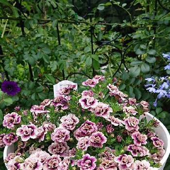 花といきるサントリーの画像 by やあやさん | 広い庭とサントリー フラワーズとミリオンベル プチホイップと花といきるサントリー